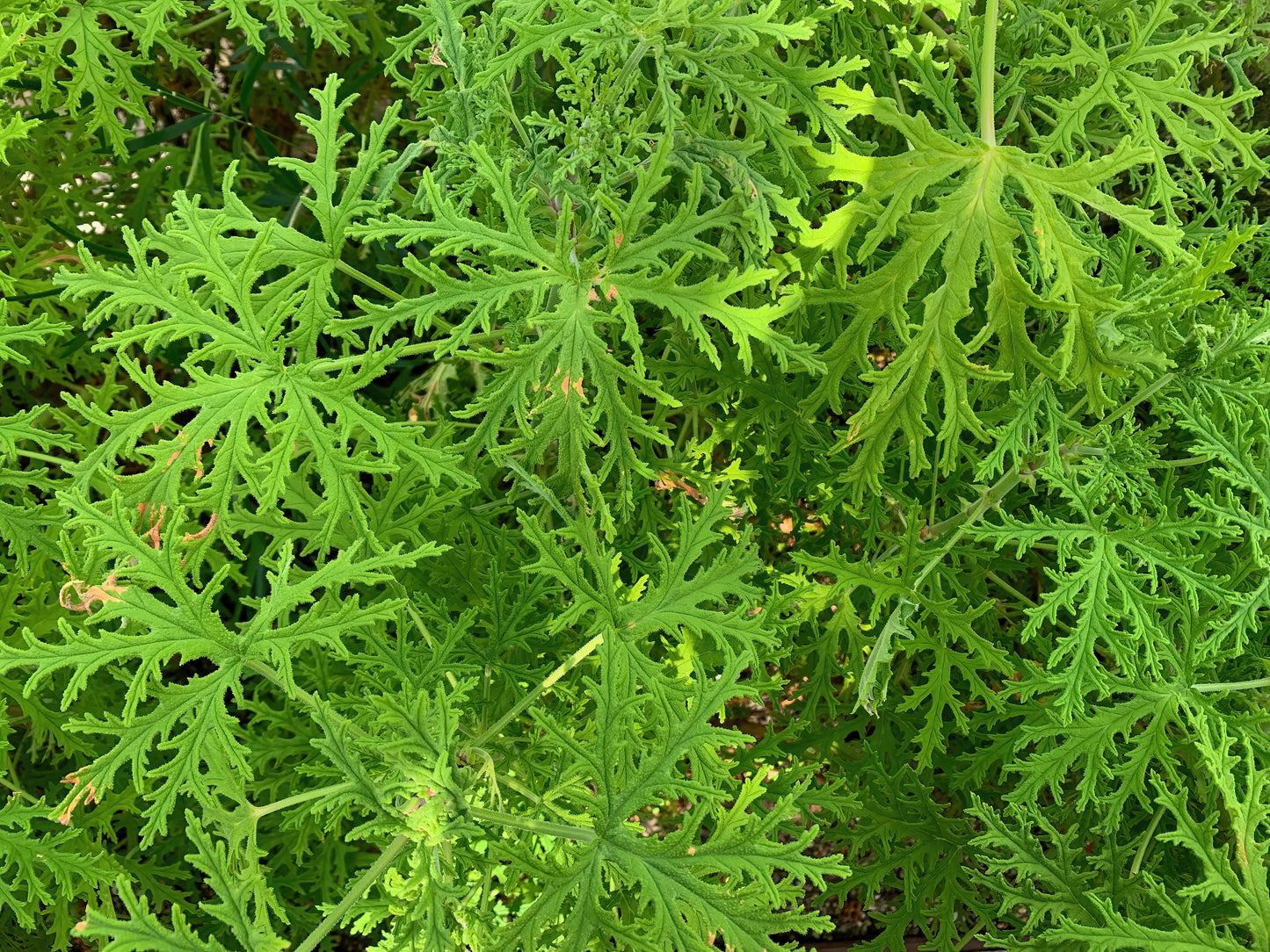 Insect Repellant Lotion Stick