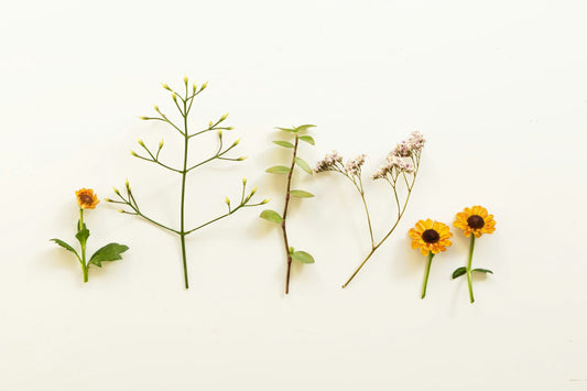 Botanical hair care — Simply Wild Herbal